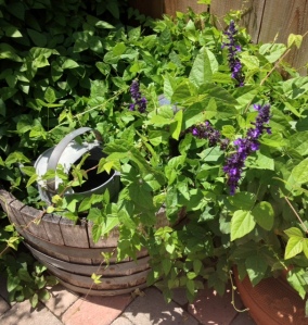 purple vine