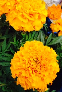 Flor de Muerto (Marigolds)